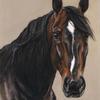 Angus Hall - Standardbred trotting horse- 18"x24"
 Pastel on Wallis sanded paper
 - sold 