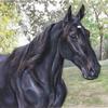 Smoky Bonz- 
Standardbred pacing gelding  
24"x36"pastel painting on
Wallis sanded paper- Sold
