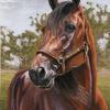 Art Official - 
Standardbred pacing horse
18"x24"  Pastel on Wallis sanded 
paper - sold